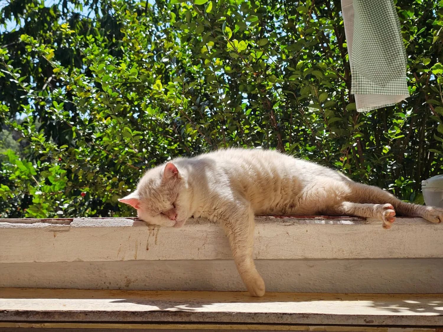 Schlafende cremefarbene Katze liegt ausgestreckt auf sonniger Fensterbank vor grünen Sträuchern, Siesta im Freien