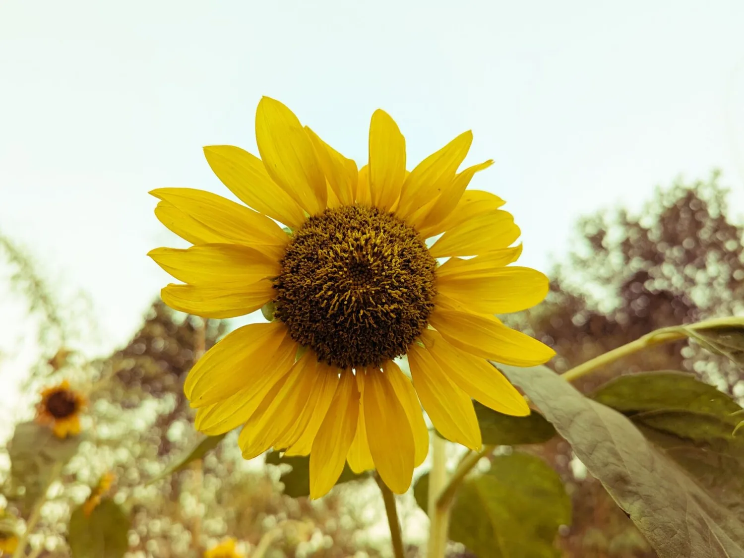 Nahaufnahme einer gelben Sonnenblume mit sichtbarem Samenstand auf einem Feld am Flughafen, klarer Himmel und unscharfer Hintergrund mit weiteren Sonnenblumen und Blättern