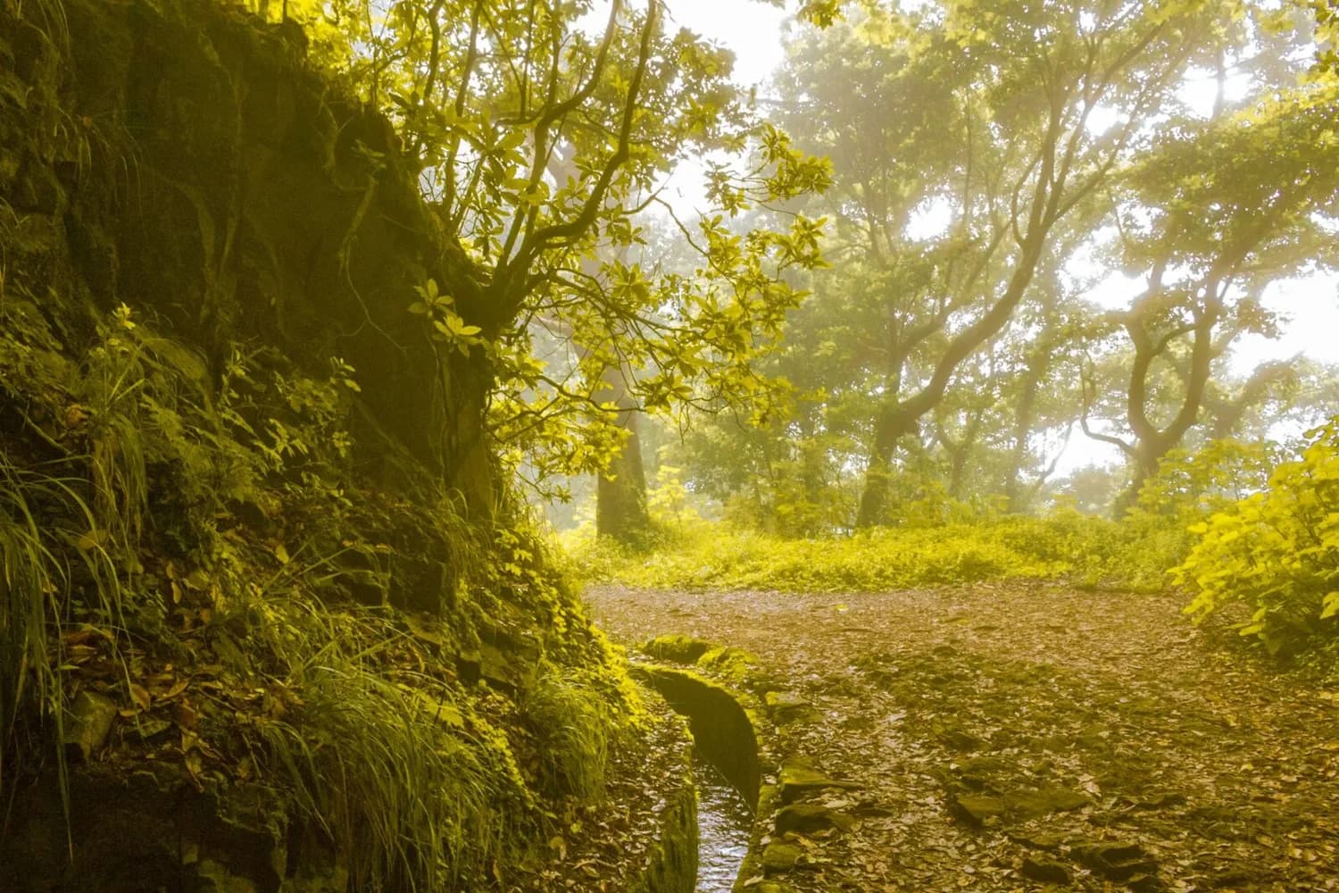 Levada-Wanderweg auf Madeira durch grünen Lorbeerwald mit schmaler Bewässerungsrinne und moosigen Felsen, neblige Lichtstimmung