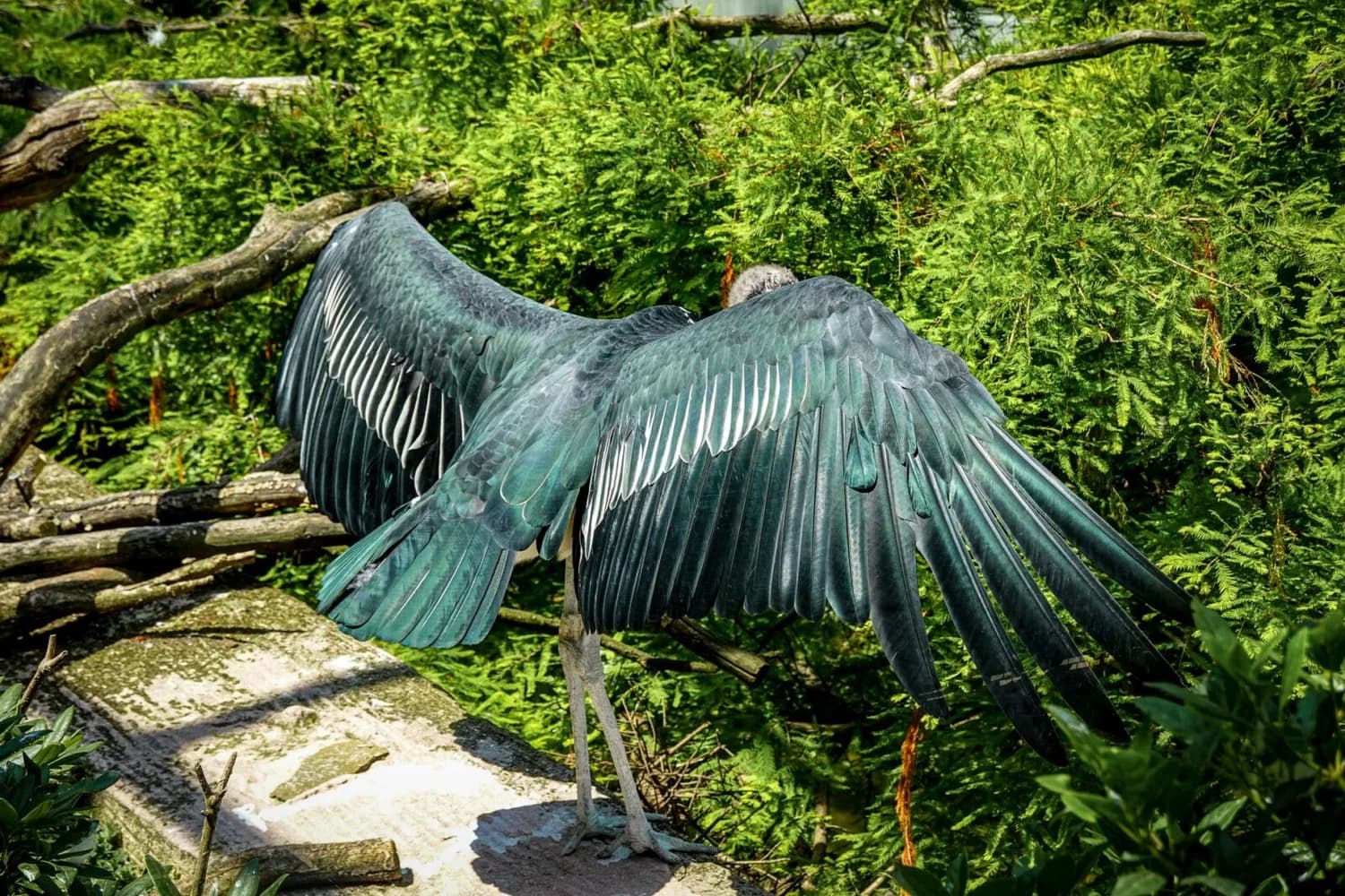 marabu mit ausgebreiteten dunklen Flügeln in natürlicher, grüner Umgebung