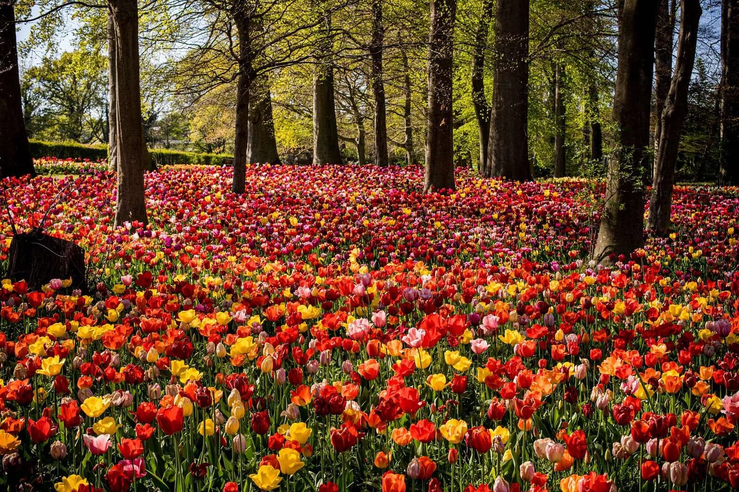 Bunter Tulpenboden im Wald mit Milliarden von roten, gelben und rosa Tulpen zwischen schlanken Baumstämmen bei Floralia Brüssel (c) Floralia Brüssel