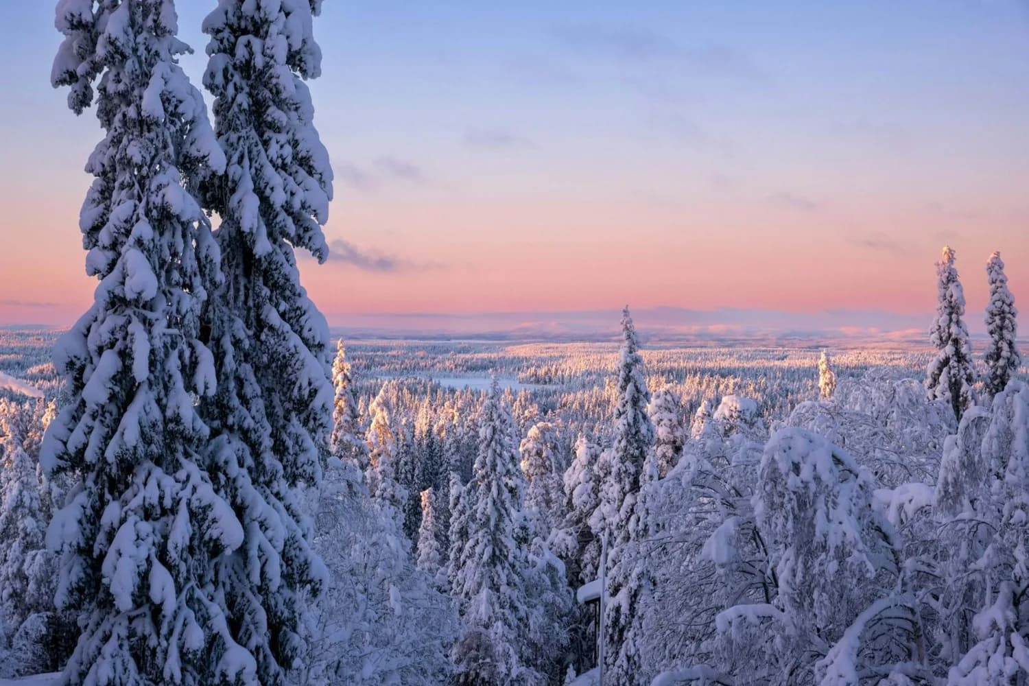 Verschneiter Tannenwald in Kuusamo, Finnisch-Lappland bei rosa Wintersonnenaufgang, verschneite Hügel und ruhige Winterlandschaft