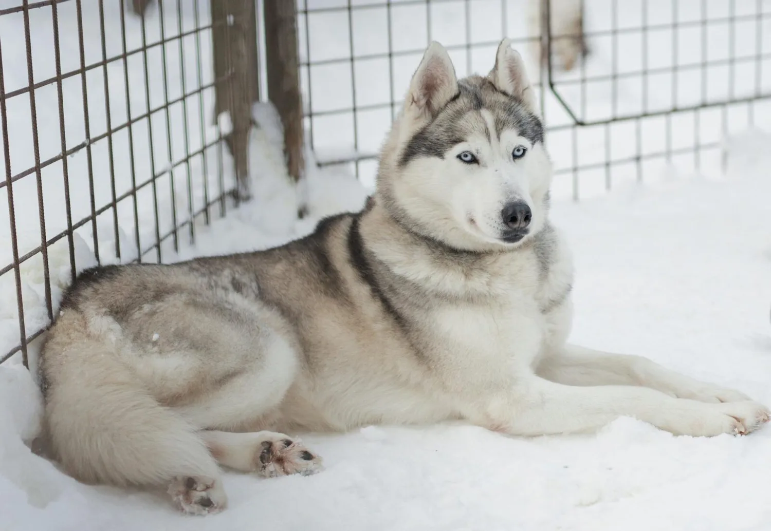 Siberian Husky mit hellblauem Blick liegt im Schnee vor Drahtgitter — Szene passend zu Rovaniemi Lufthansa Flug von München