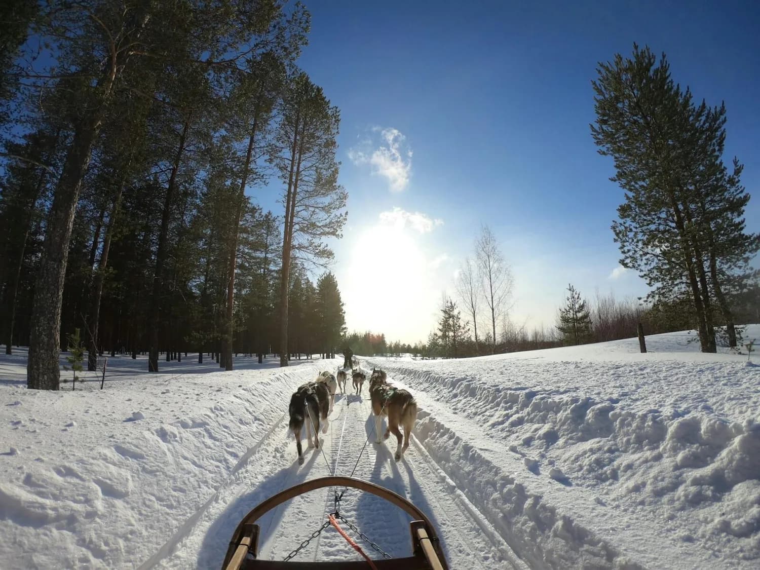 Hundeschlittentour durch verschneiten Lapplandwald bei Sonnenschein, Blick von der Hundeschlittenkufe Richtung vorgespannten Huskys und Fahrspur in München-Lappland-Abenteuerflugregion