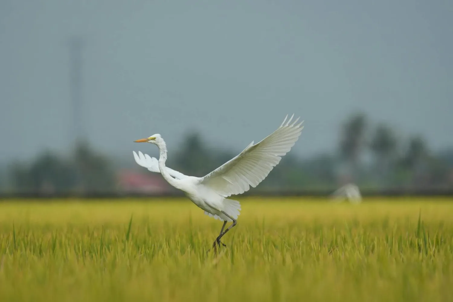 weißer Reiher im Flug über grünen Reisfeld mit ausgebreiteten Flügeln, Naturszene, Mobilität Kranich Airport Hub relevant