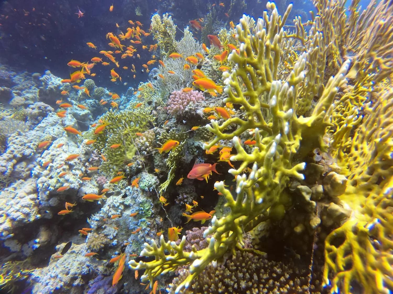 Buntes Korallenriff in Hurghada mit vielen kleinen orangefarbenen Anthias-Fischen zwischen gelben und rosa Korallen