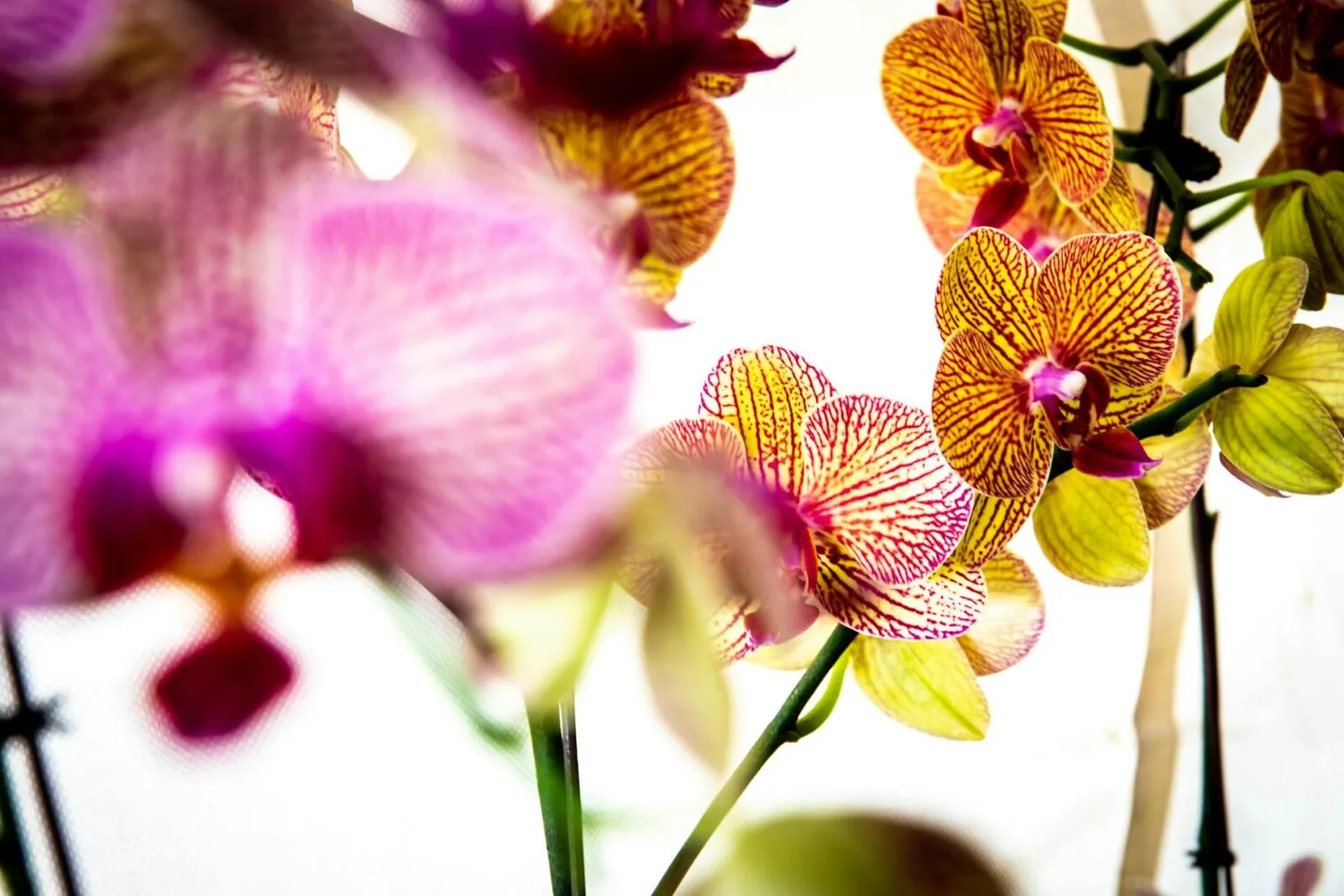 Bunte Phalaenopsis-Orchideen mit gelb-pinken gestreiften Blüten und unscharfem Vordergrund