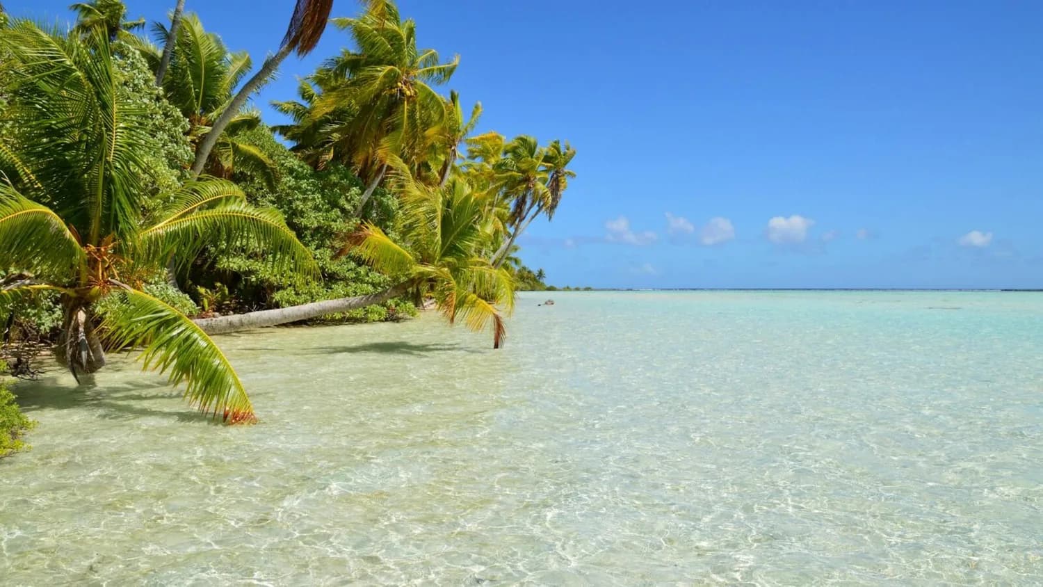 Flaches türkisfarbenes Meer an einer Palmenküste auf Mauritius mit weißem Sand und blauem Himmel