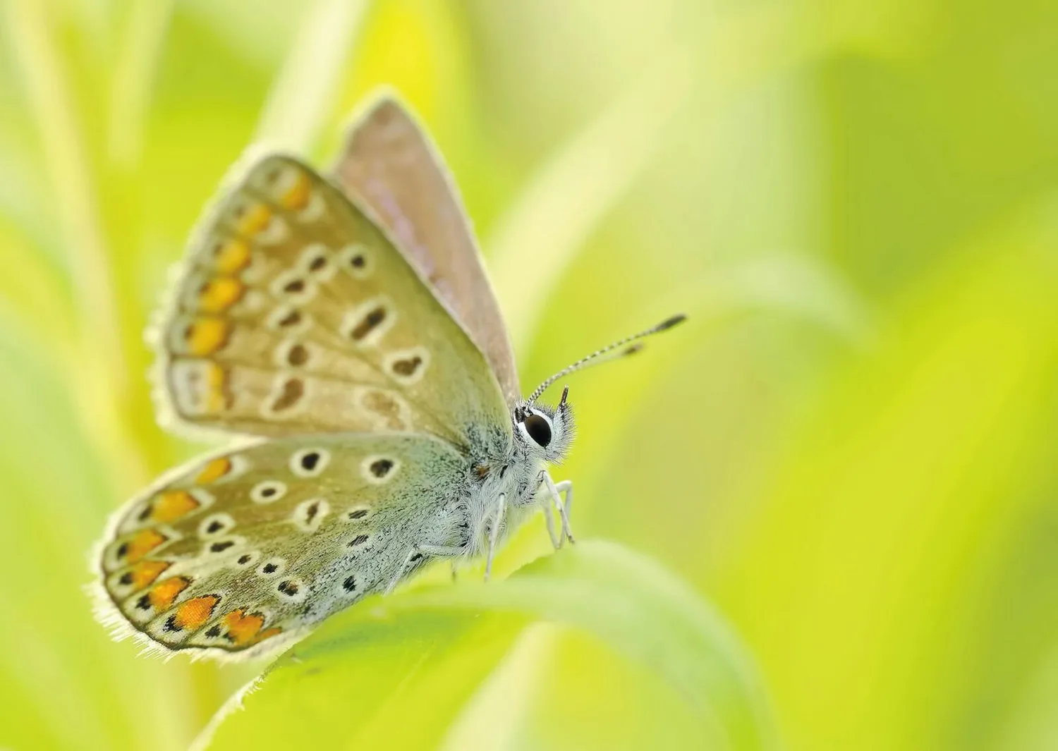 Bläuling Schmetterling sitzend auf grünem Blatt, Detailaufnahme der Flügel mit orangefarbigen Punkten und feinen Haaren, helle Frühlingsstimmung (Märzferien, Flughafen Hamburg)