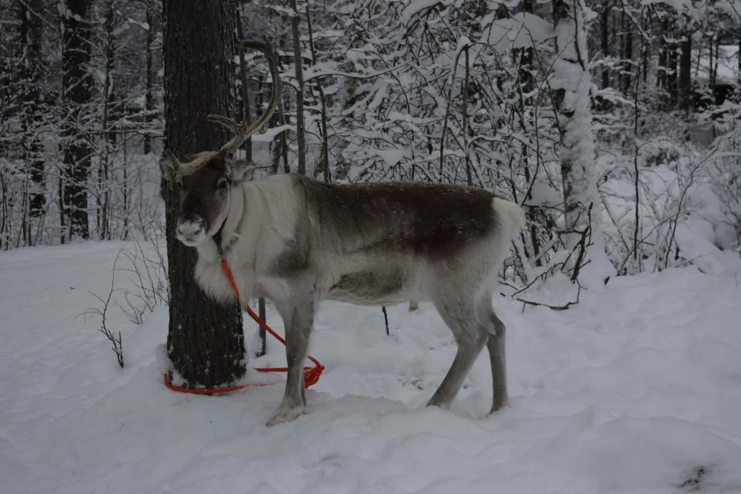 Rentier mit Geweih am Baum angebunden im verschneiten finnischen Wald bei Rovaniemi, günstige Polarlandschaftsaufnahme