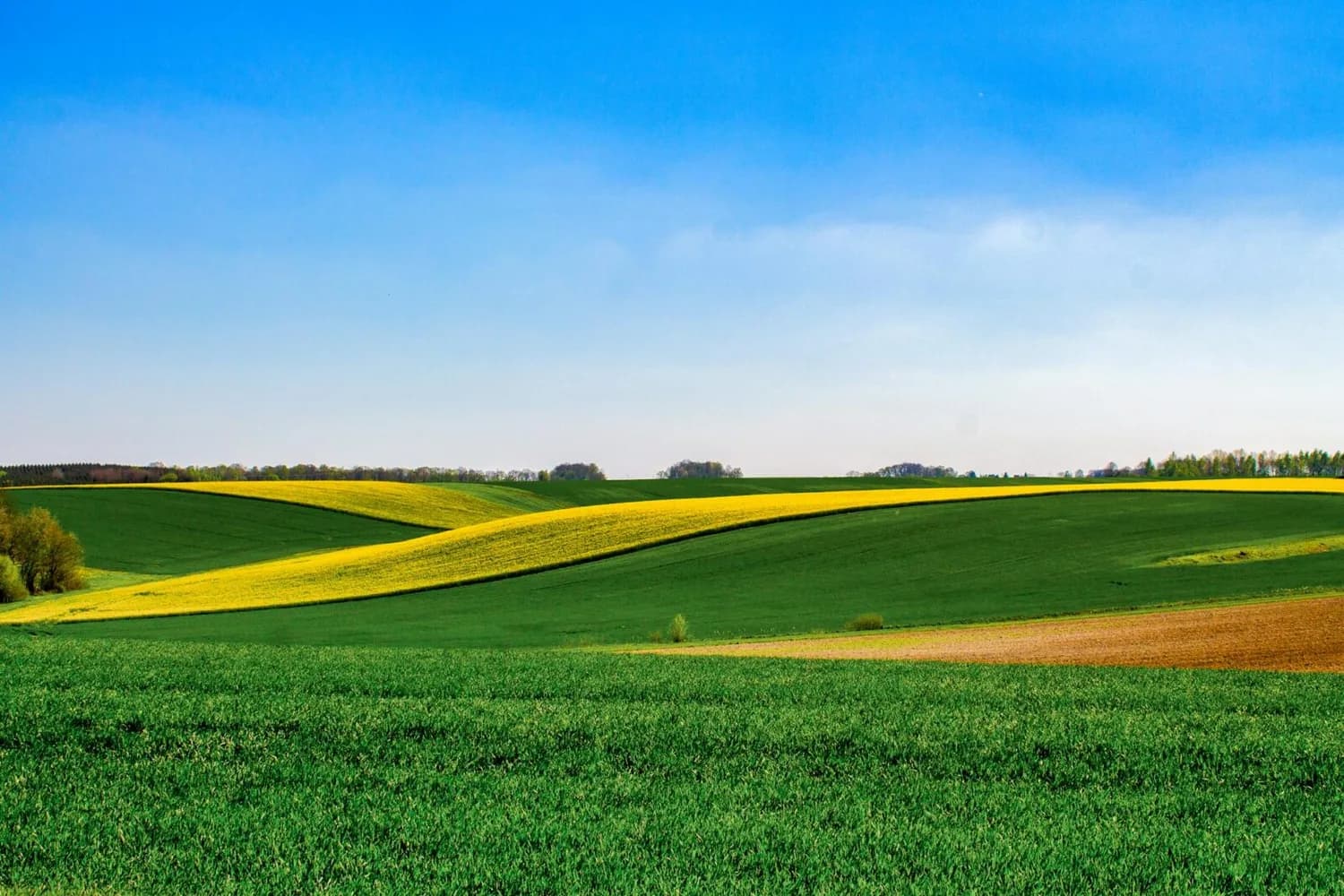 weitläufige Landwirtschaftliche Felder mit grünen und gelben Rapsstreifen, sanfte Hügel unter blauem Himmel, ländliche Landschaft nahe Flughafen München, jahreszeitliche Frühlingsszenerie