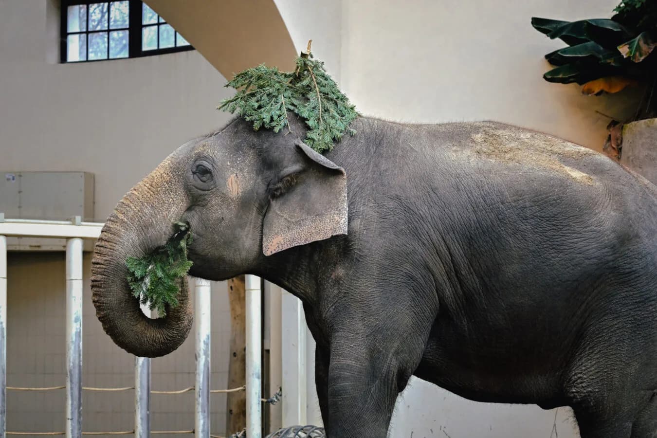 Asiatischer Elefant im Tierpark Hellabrunn