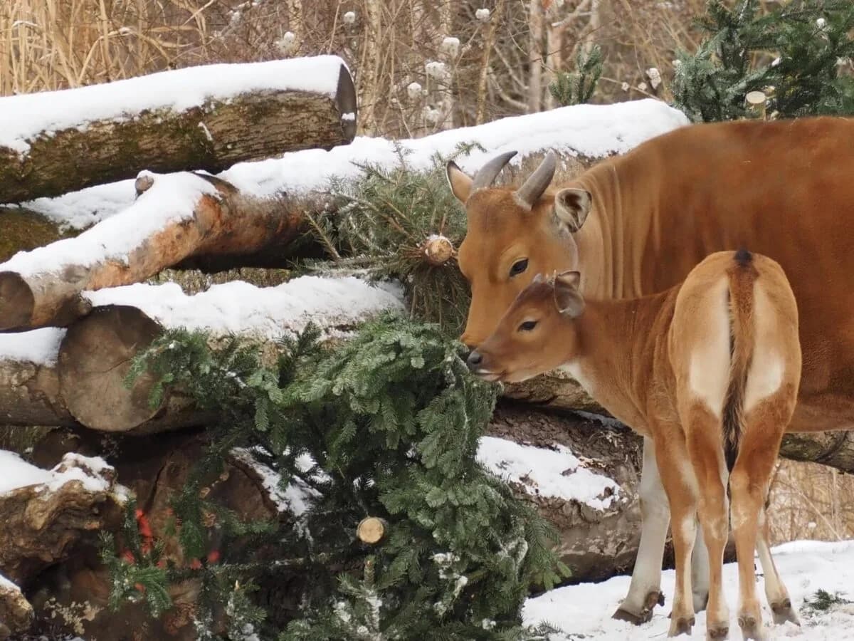 Java-Bantengs im Tierpark Hellabrunn