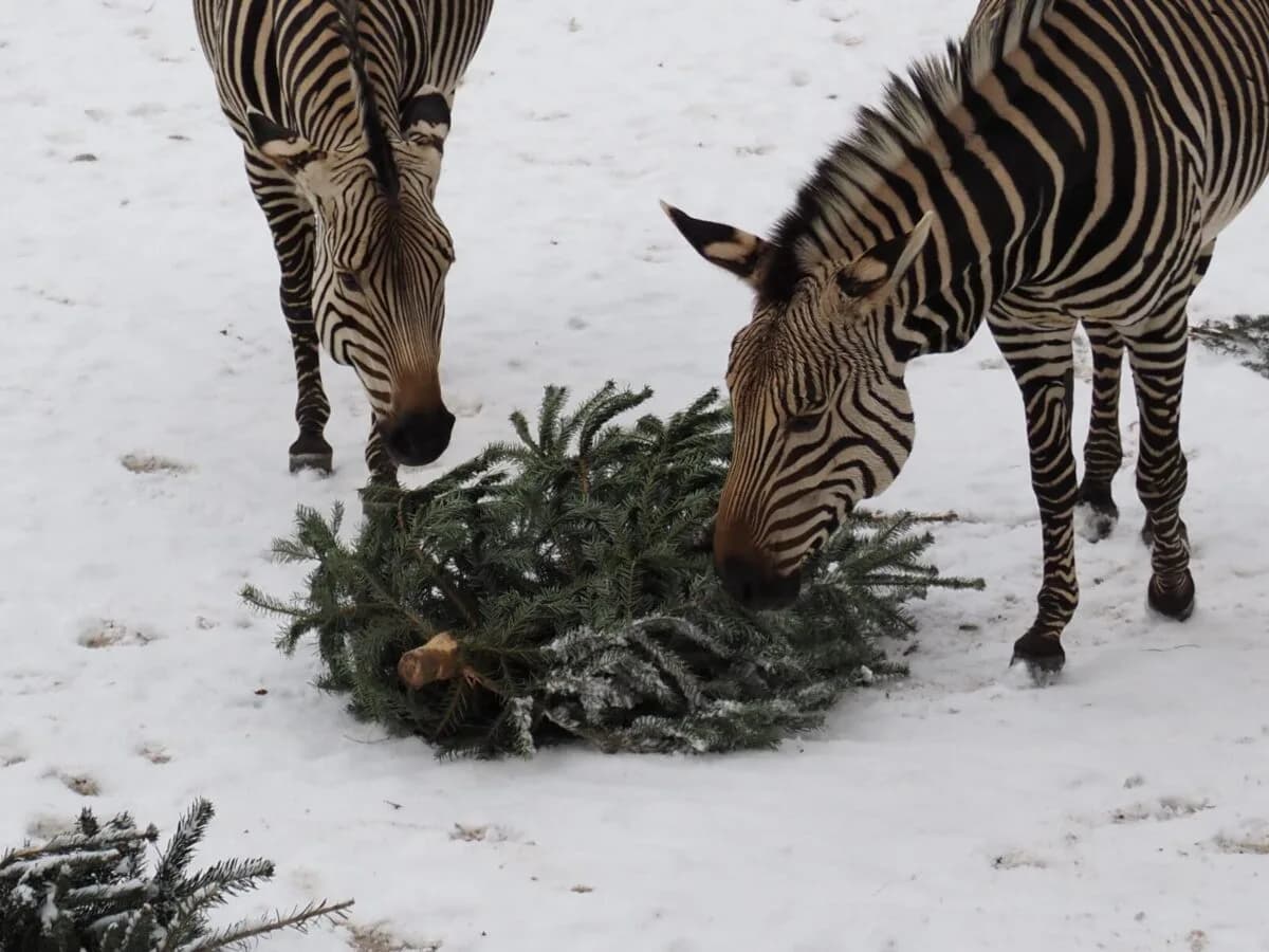 Nachhaltige Weiterverwertung: Flughafen München spendet Weihnachtsbäume an Tierpark Hellabrunn