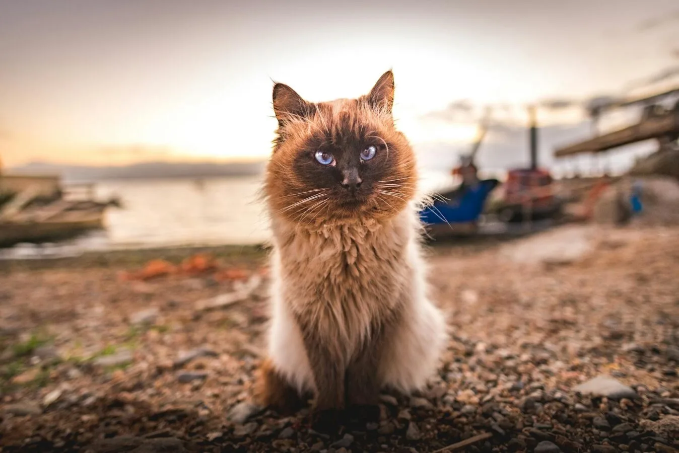 Sardinien - Strand - Katze