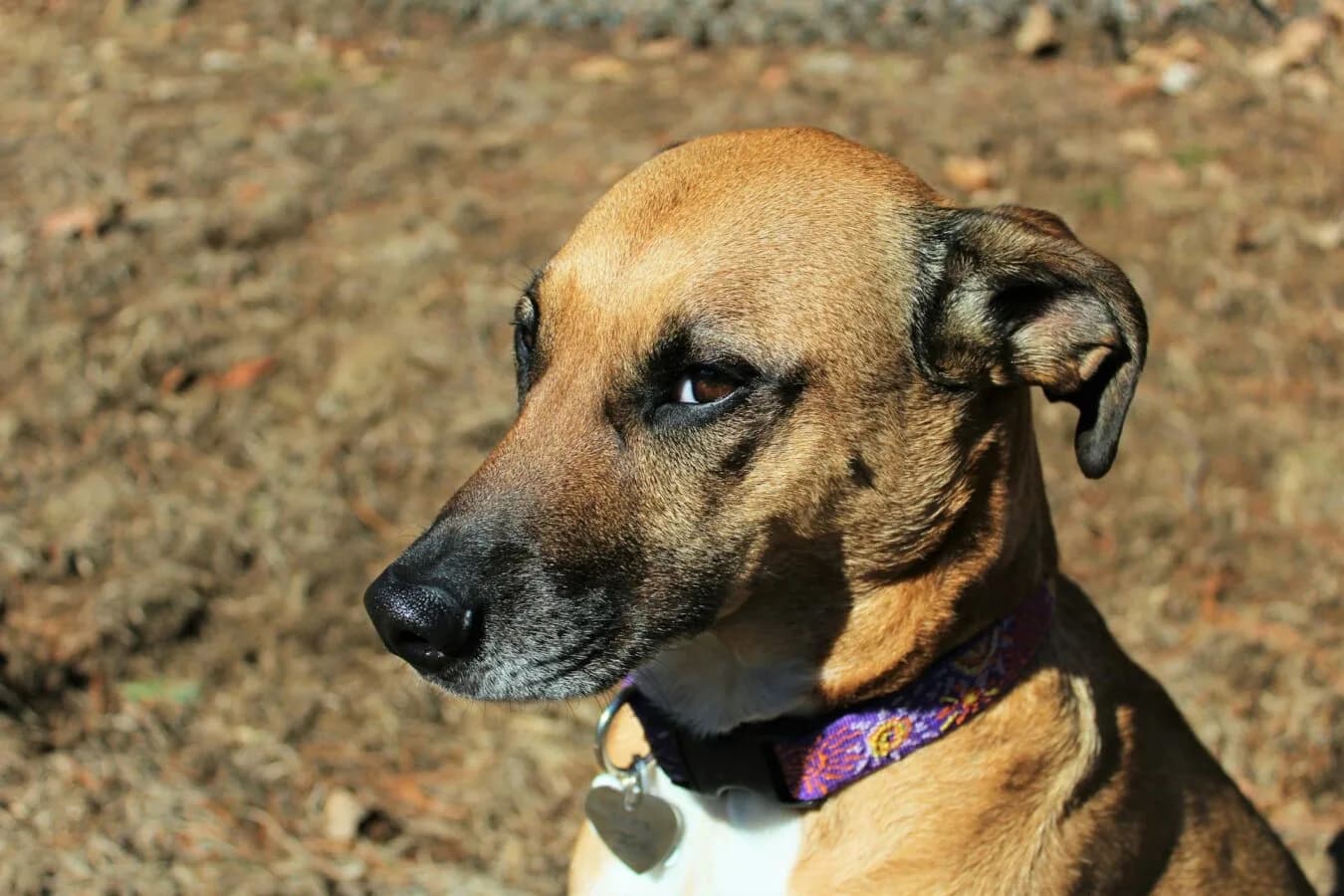 Silvester ohne Knallerei: Swedavia bietet kostenlose Parkplätze für Hunde an Schwedens Flughäfen
