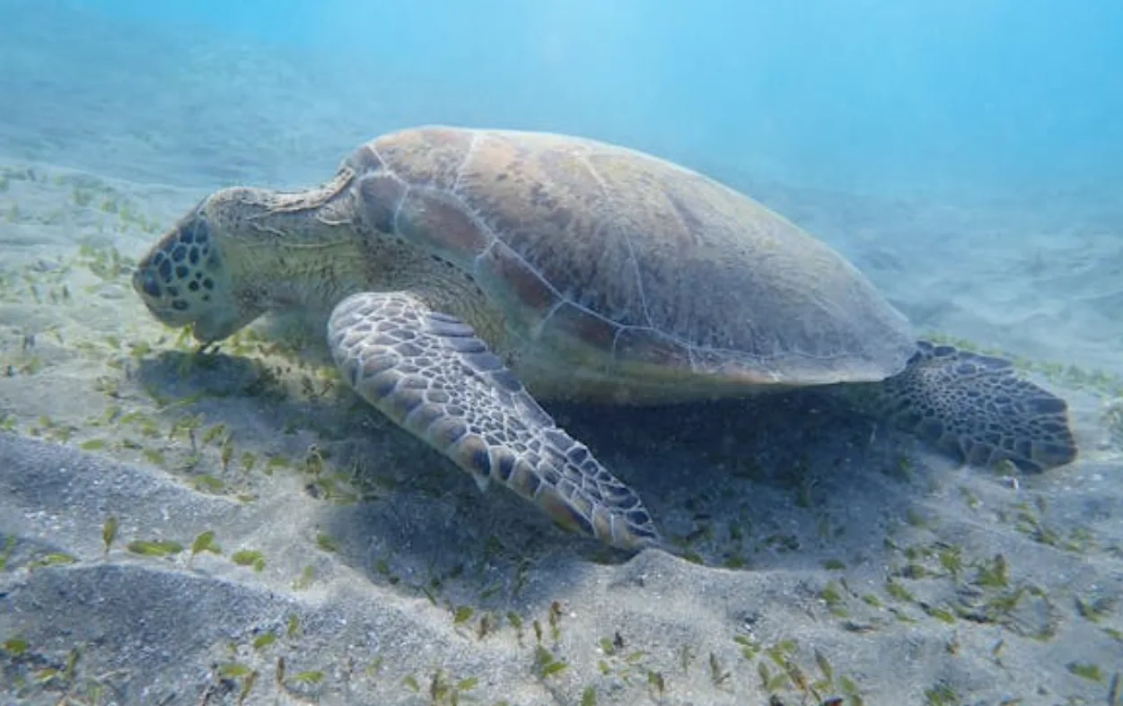 Marsla alam schildkröte