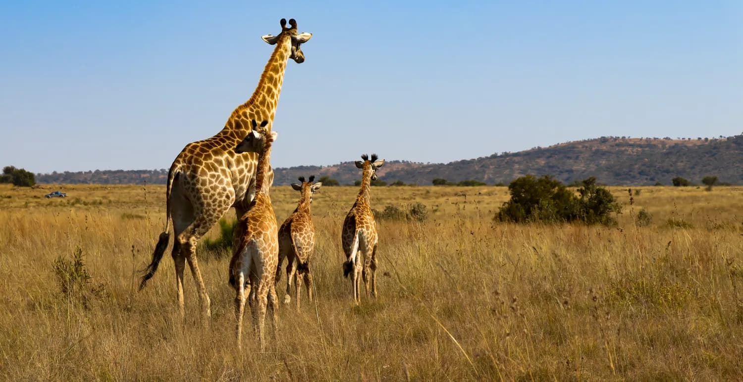 Giraffenfamilie auf Safari in der afrikanischen Savanne in Südafrika, ausgewachsene Giraffe mit drei Jungtieren im Grasland