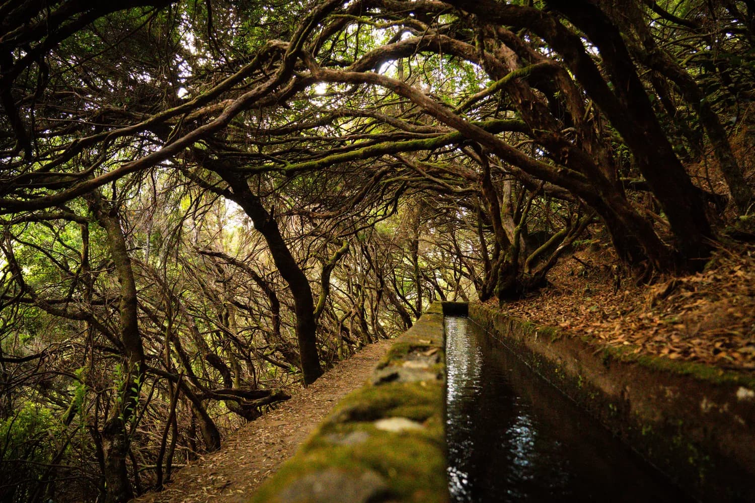 Levada-Wanderweg durch den dichten Laurisilva-Lorbeerwald auf Madeira