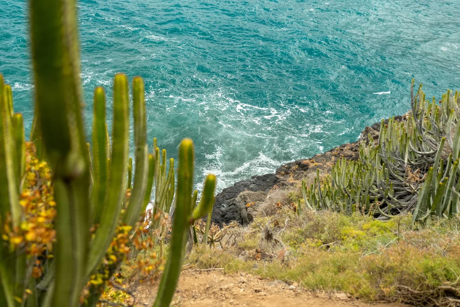 Kaktusbewachsener Küstenpfad über schwarzen Klippen mit türkisfarbenem Meer bei Puerto Cruz, Kanarische Inseln