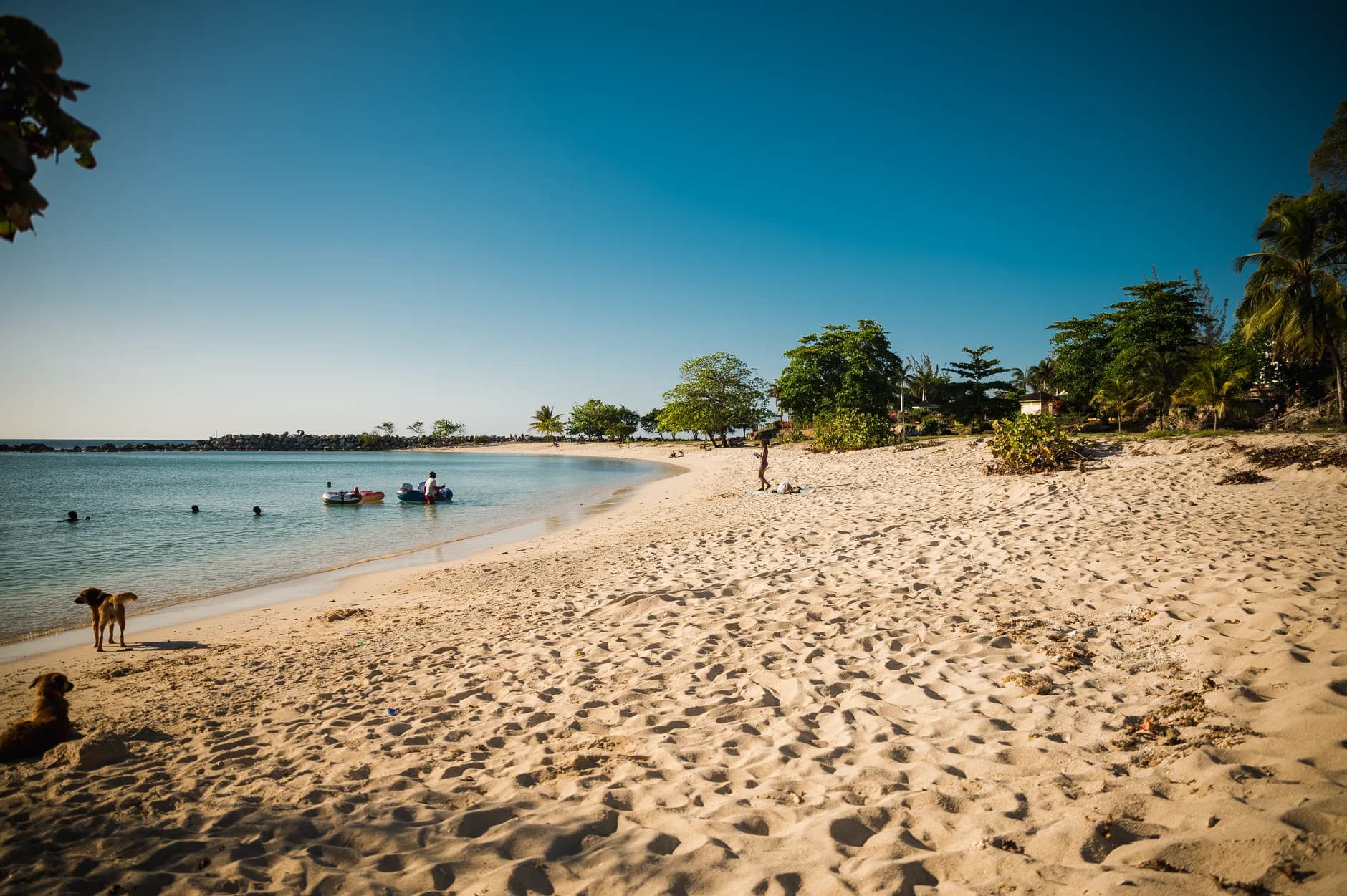 Sandstrand mit türkisem Wasser, zwei Hunden im Vordergrund und Schwimmern in der Bucht