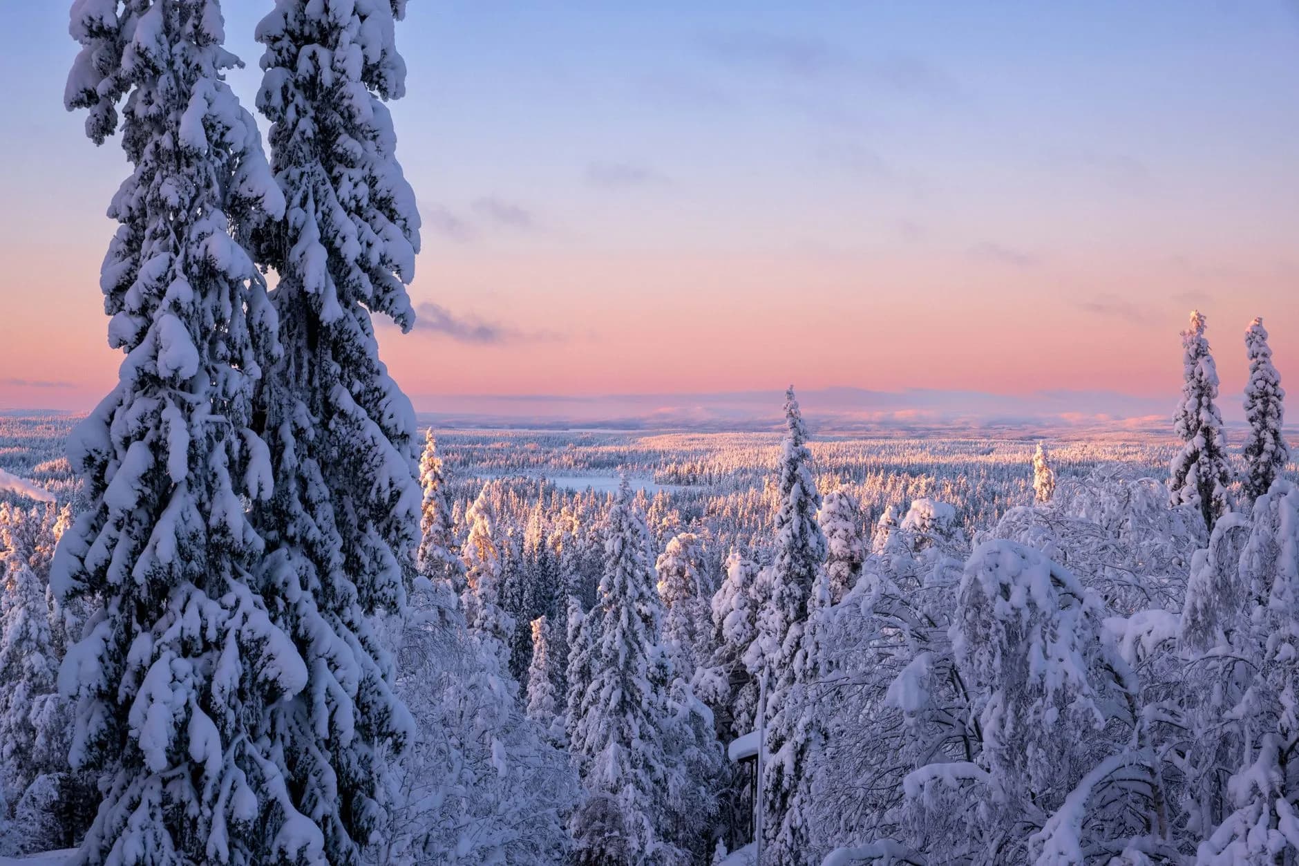 Verschneite Fichtenwälder unter rosa-blauem Dämmerungshimmel, Blick über eine weite Winterlandschaft