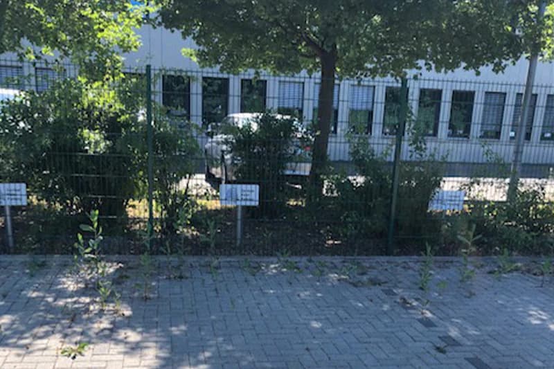 Gepflasterter Bereich mit Unkraut, davor Drahtzaun, dahinter Sträucher, Bäume, ein teils sichtbarer weißer Pkw und ein Gebäude mit Fensterreihen.