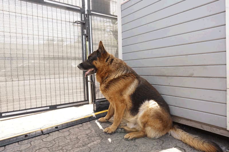 Deutscher Schäferhund sitzt neben Metalltor und Holzverschlag auf gepflastertem Boden.